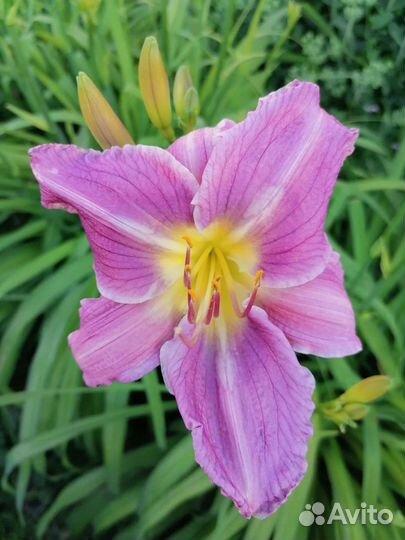 Лилейники сортовые