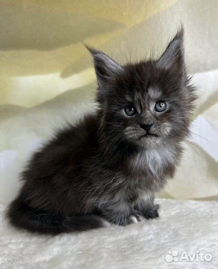 Котята мейн-кун