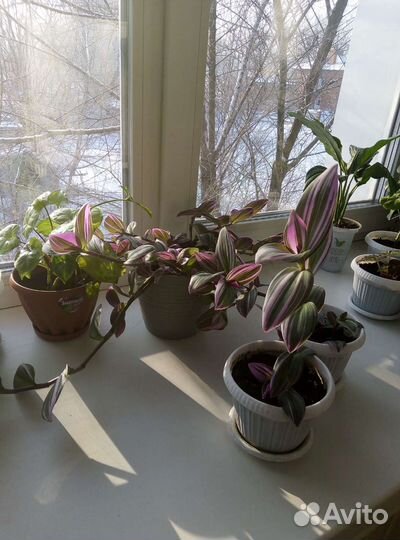 Традесканция белая и фиолетовая