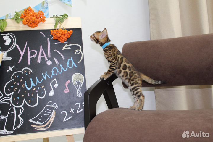 Бенгальские котята