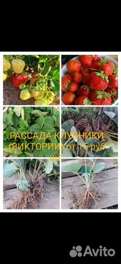 Рассада клубники