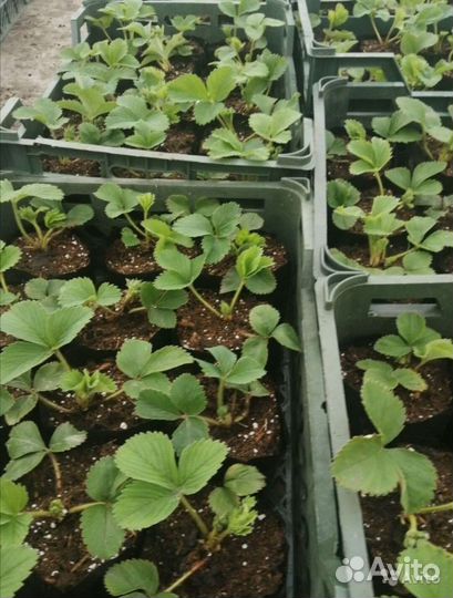 Клубника земляника