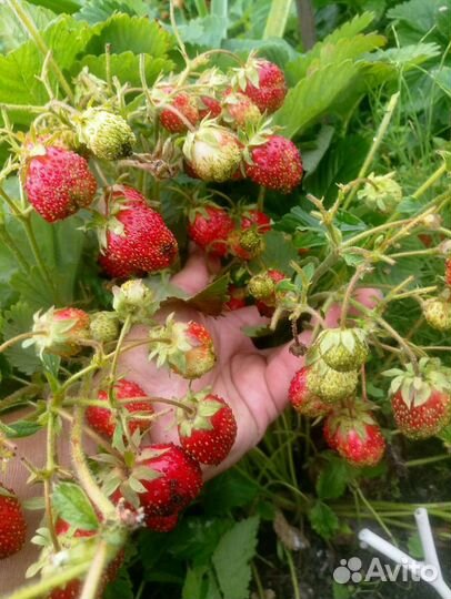 Земклуника Пенелопа