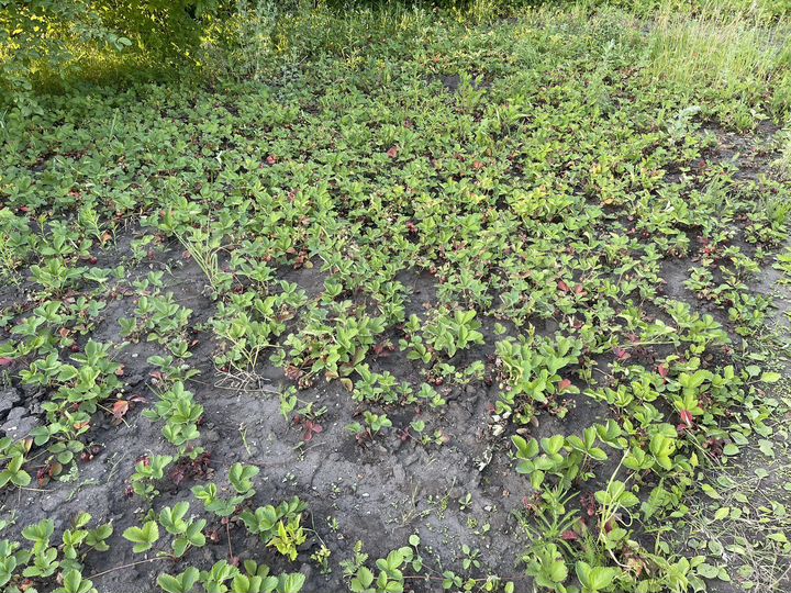 Дача 10 м² на участке 6 сот.