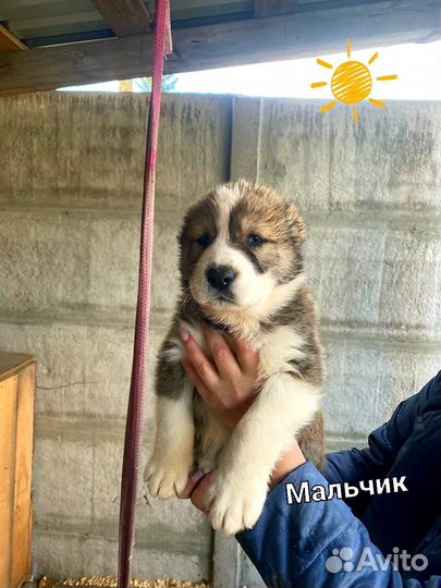 Среднеазиатская овчарка алабай щенки