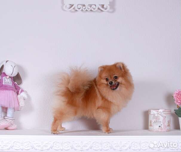 Груминг грумер стрижка собак