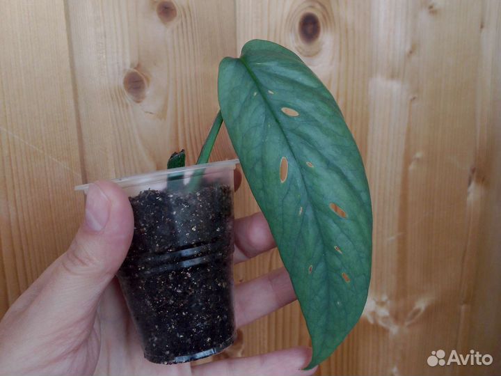 Сциндапсус, эпипремнум