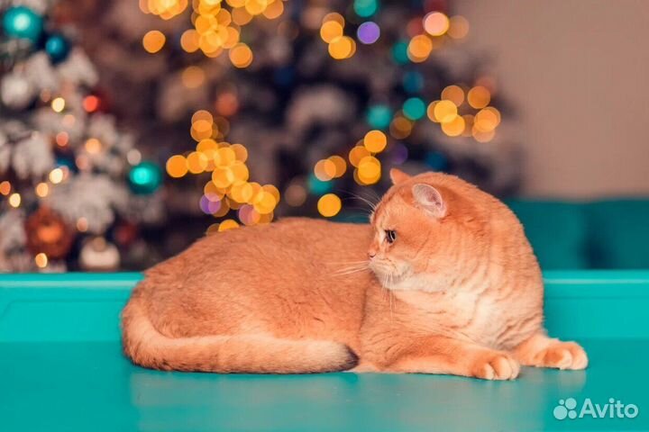 Золотая шиншилла ny12 Вязка