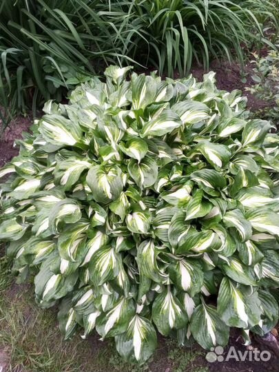 Туя смаранг, гортензия и цветы многолетники