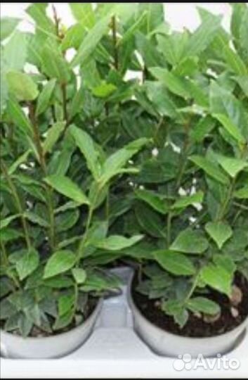 Саженцы Лавровый лист
