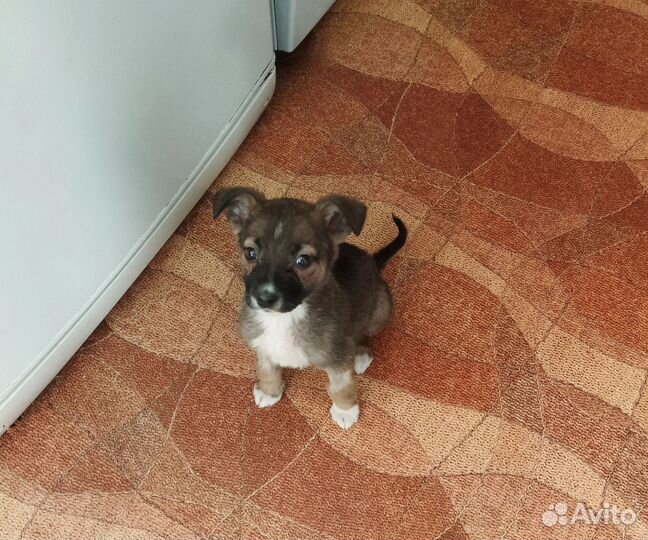 Щенок в добрые руки