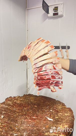 Ягнята баранина