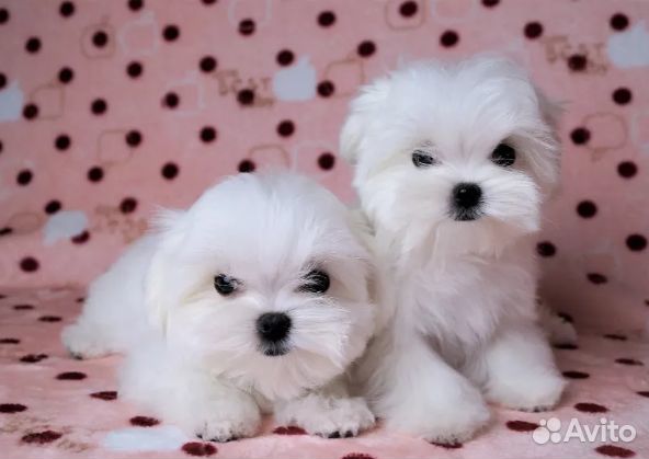 Мальтийская болонка.Щенки Мальтезе. РКФ