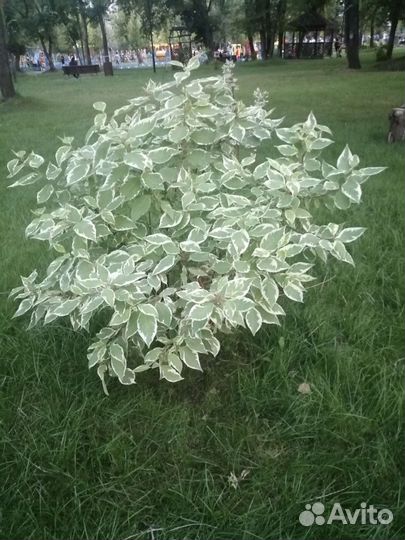 Декоративные кустарники