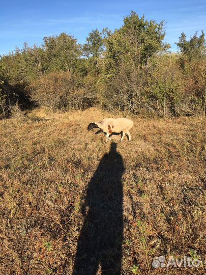 Продаю овцу