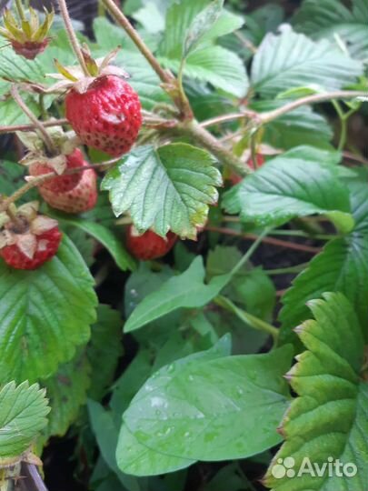 Земляника садовая рассада