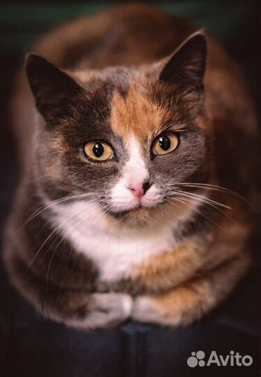 Кошечка Прима