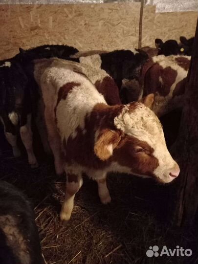 Телята разные