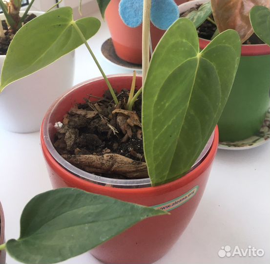 Антуриум красный