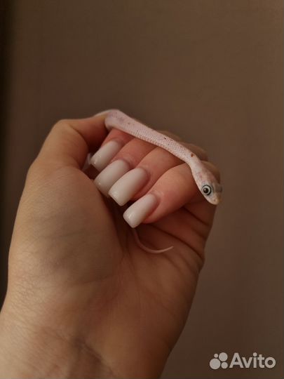 Маисовый полоз