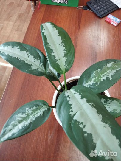 Комнатные растения цветы