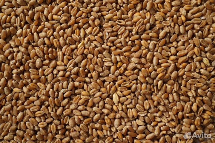 Озимая пшеница