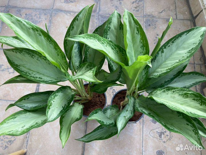 Аглаонема Клеопатра