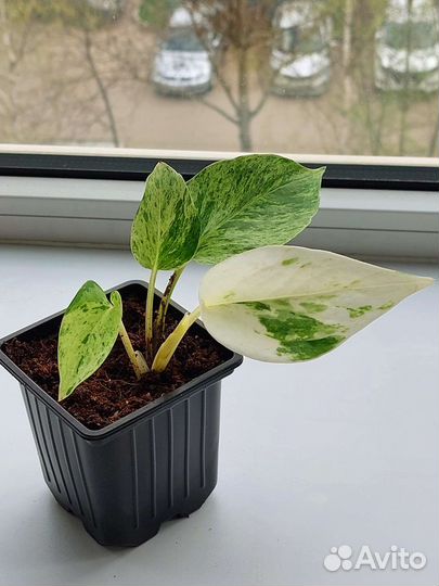 Сциндапсус Марбл Квин