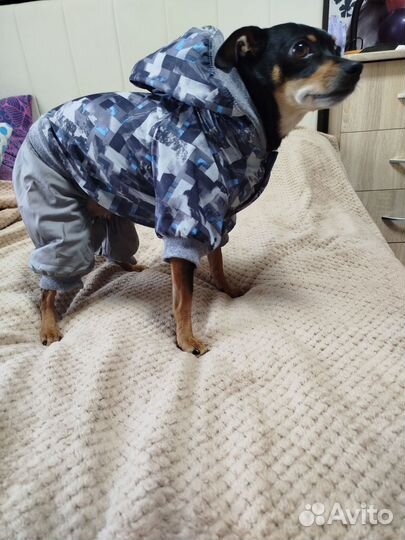Комбинезон для собаки