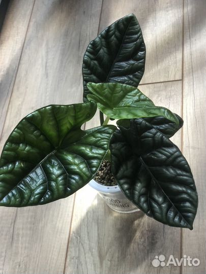 Клубни Алоказии Синуата