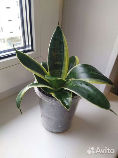 Сансевиерия Ханни Лотус/Крео, 4-летняя