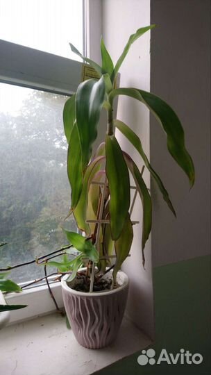 Растение золотой ус