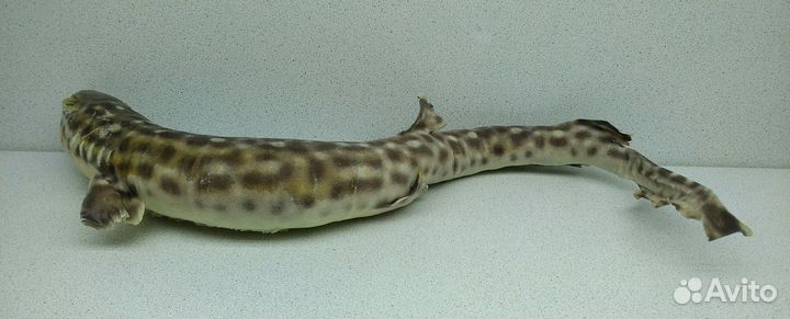Акула пятнистая 39,1 морской сувенир подарок