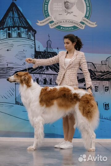 Хендлер для собаки. Дрессировка