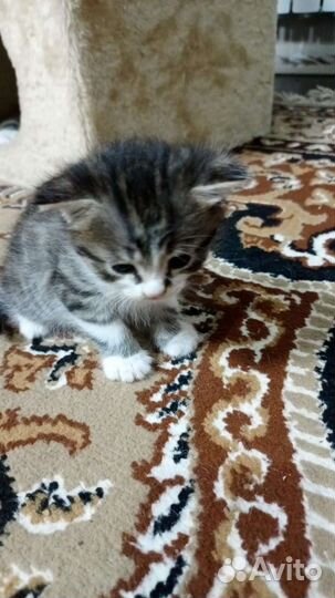 Отдам в добрые руки