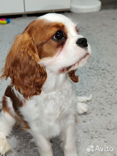 Продается щенок Кавалер Кинг Чарльз спаниеля