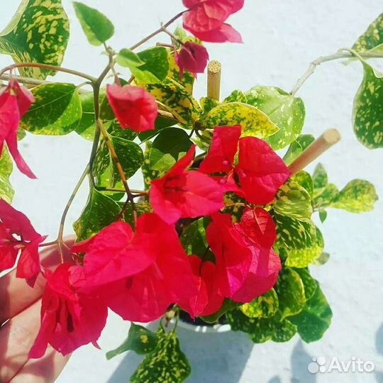 Бугенвиллия разные сорта