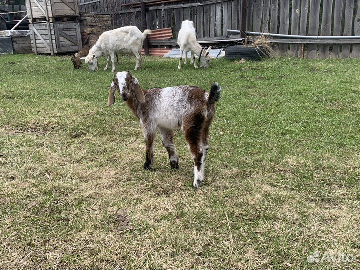 Козлята