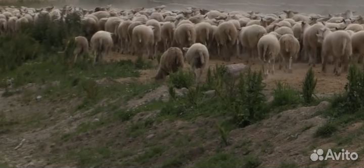 Овцы Дорпер Катумские ягнята