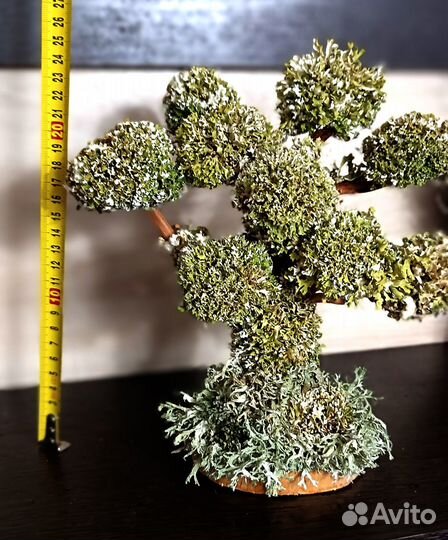 Живое дерево из цетрарии, декор, домашнее растение