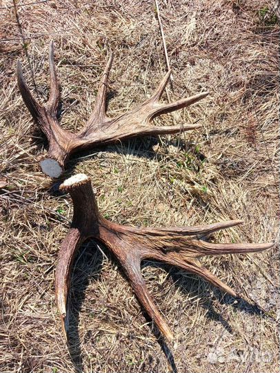 Рога оленя и лося