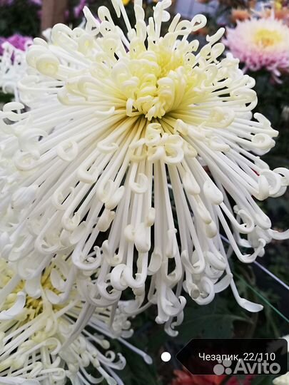 Хризантемы эксклюзив