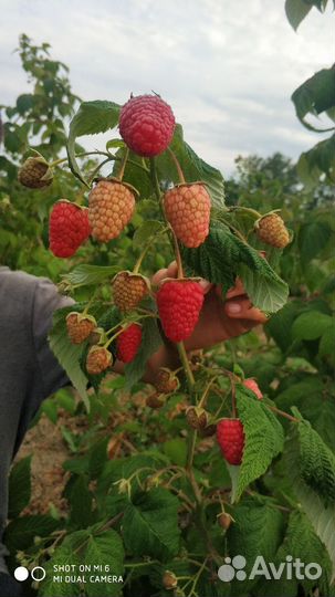 Продам саженцы малины