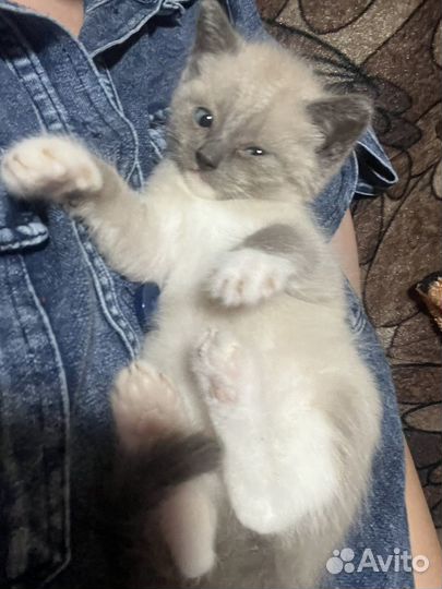 Котята