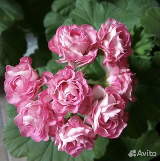 Пеларгония герань, розебудная Австралиан пинк