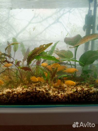 Аквариумные рыбки