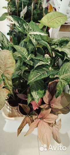 Выставка растений в Магнитогорске