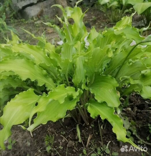 Хоста растение