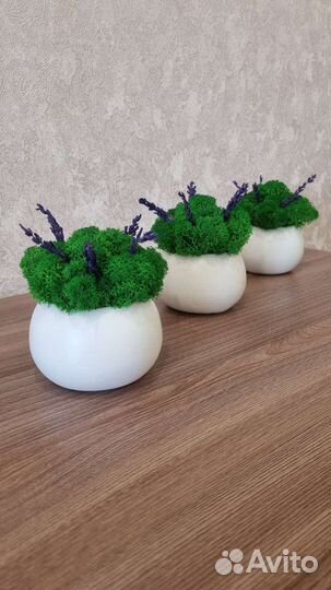 Кашпо подарок со мхом и лавандой