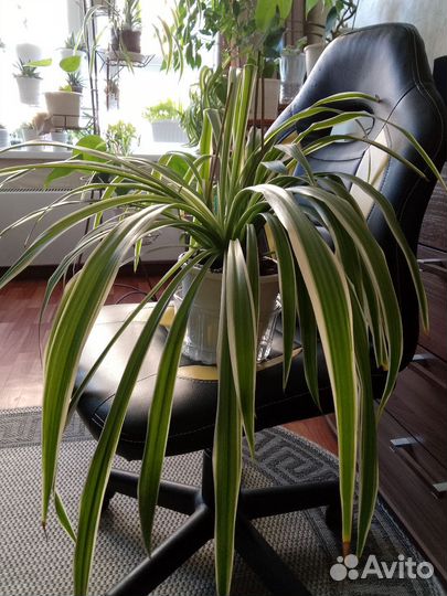 Хлорофитум хохлатый